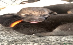 German Shepherd dogs for sale: Stunning litter of German shepherds  - Image 12