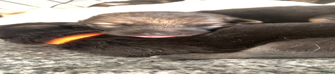 German Shepherd Puppy 2