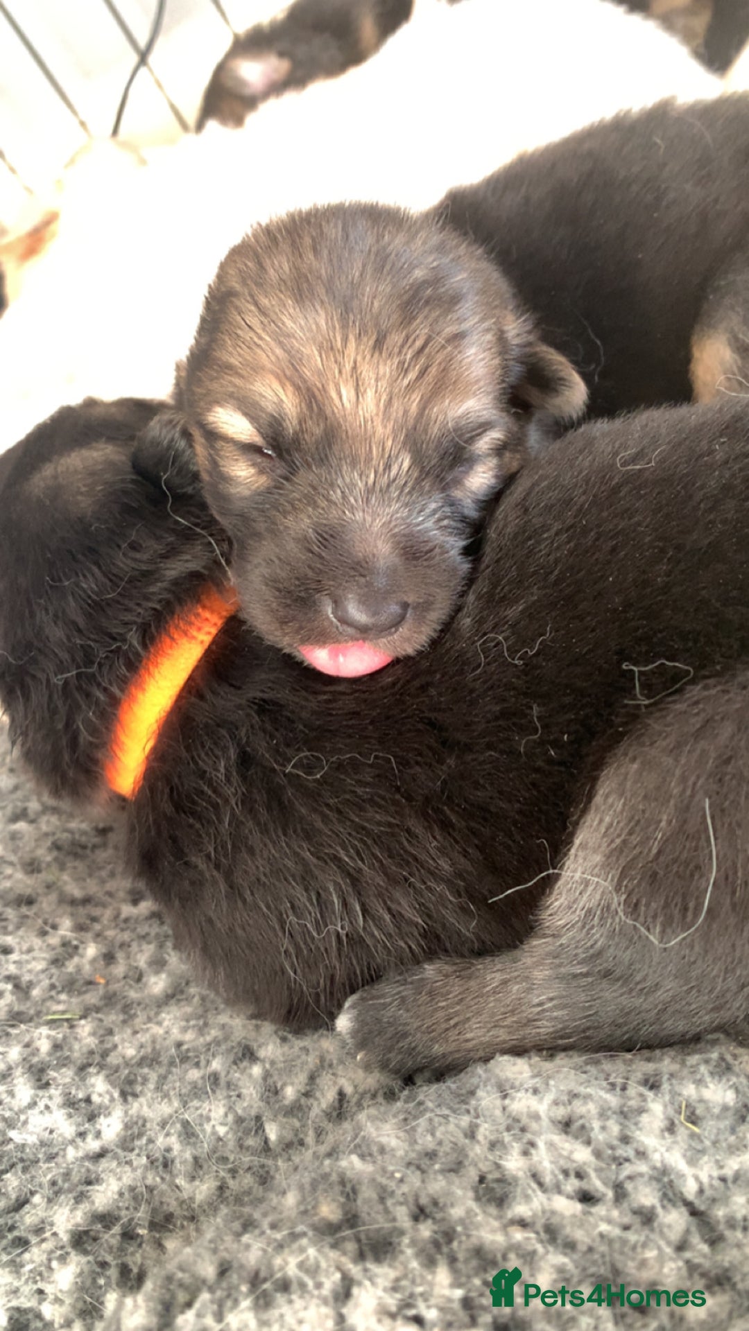 German Shepherd dogs for sale: Stunning litter of German shepherds  - Image 12