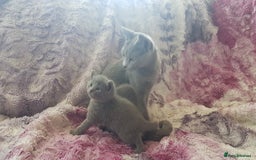 Russian Blue cats for sale: **TICA full pedigree Russian Blue kittens - Image 18
