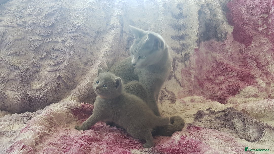 Russian Blue cats for sale: **TICA full pedigree Russian Blue kittens - Image 18