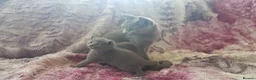 Russian Blue cats for sale: **TICA full pedigree Russian Blue kittens - Advert 35