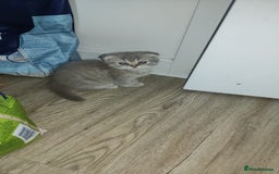 Scottish Fold cats for sale: 🐾 Adorable Scottish Kittens Seeking Loving Homes - Image 4