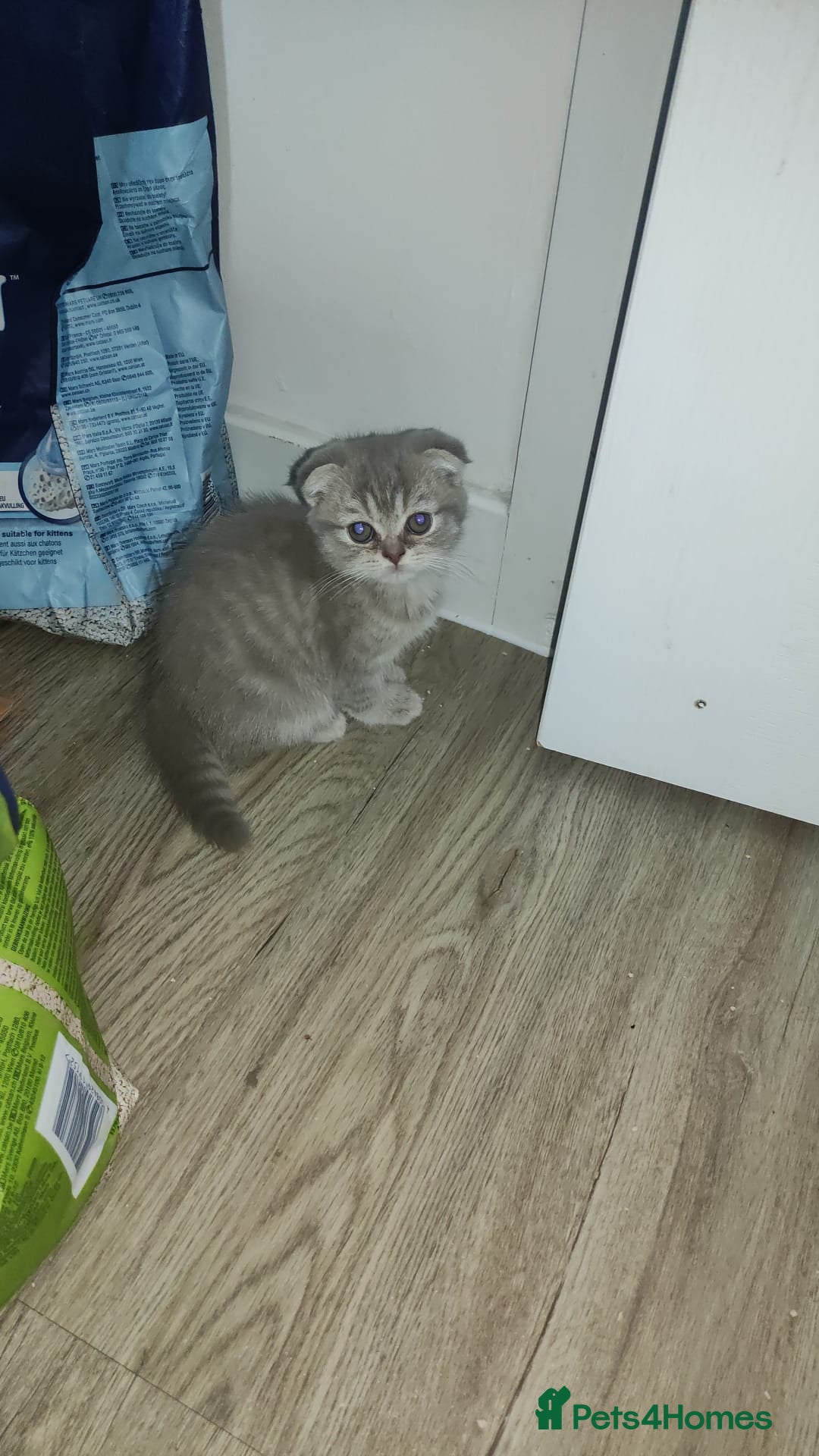 Scottish Fold cats for sale: 🐾 Adorable Scottish Kittens Seeking Loving Homes - Image 4