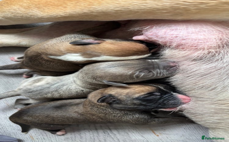 Mixed Breed dogs - Advert 1