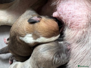 Mixed Breed dogs - Advert 6