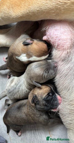 Mixed Breed dogs - Advert 7