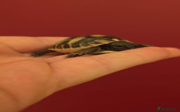 Hermann Tortoise reptiles for sale: Uk bred Hermann’s Tortoise Hatchlings - Image 3