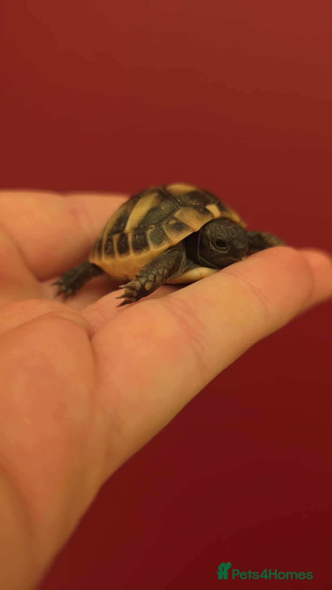 Hermann Tortoise reptiles for sale: Uk bred Hermann’s Tortoise Hatchlings - Image 3