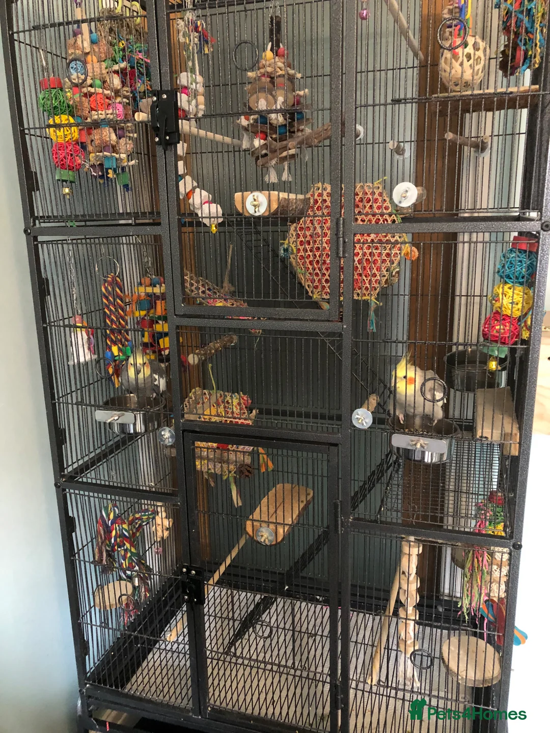 Cockatiels birds for sale: Two Cockatiels and large cage in Redhill - Advert 2