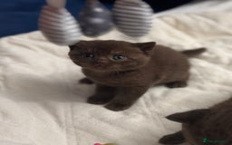 British Shorthair cats for sale: 😻Chocolate BSH boys✅ 👌GCCF reg, ready November  - Image 7