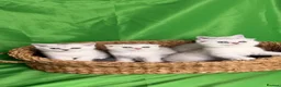 Scottish Fold cats for sale: Scottish fold/straight kittens - Advert 16