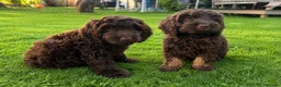 Cockapoo dogs for sale: Very small F1 cockapoo puppies for sale  - Advert 1