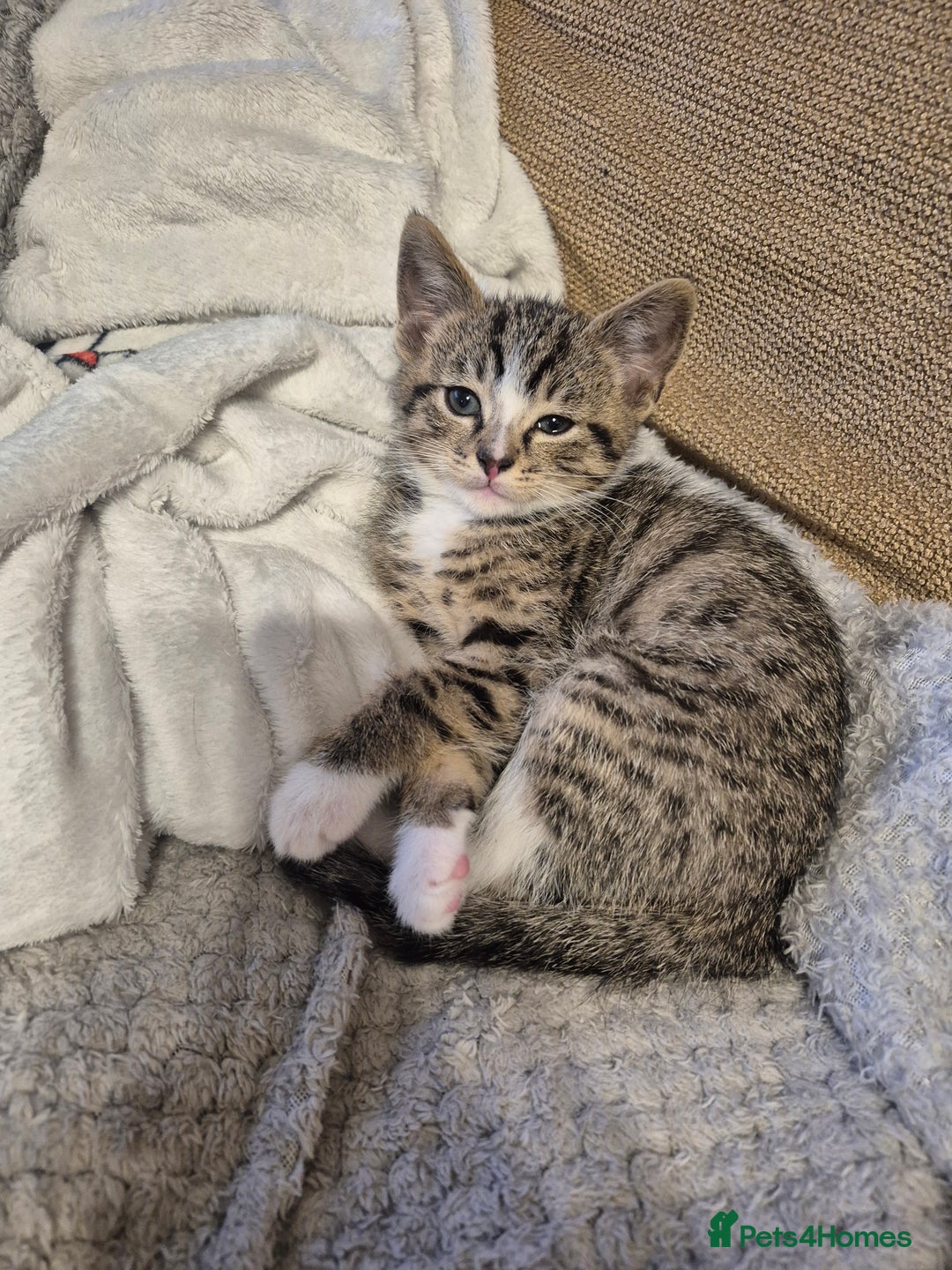 Domestic Shorthair cats for sale: 7 Beautiful kittens ready for their forever home. - Advert 4