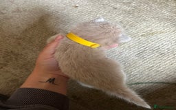 Mixed Breed cats for sale: 5 kittens for sale  - Image 13