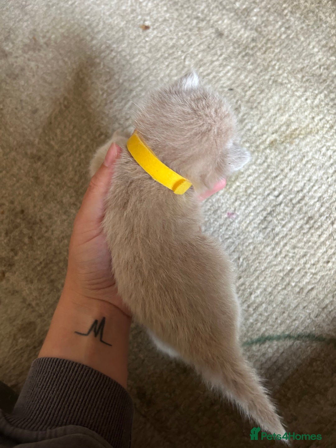 Mixed Breed cats for sale: 5 kittens for sale  - Image 13
