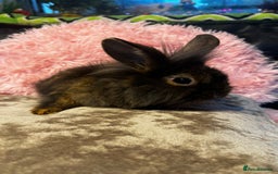 Mixed Breed rabbits for sale: Netherland dwarf and lionhead mixed bunnies - Image 25