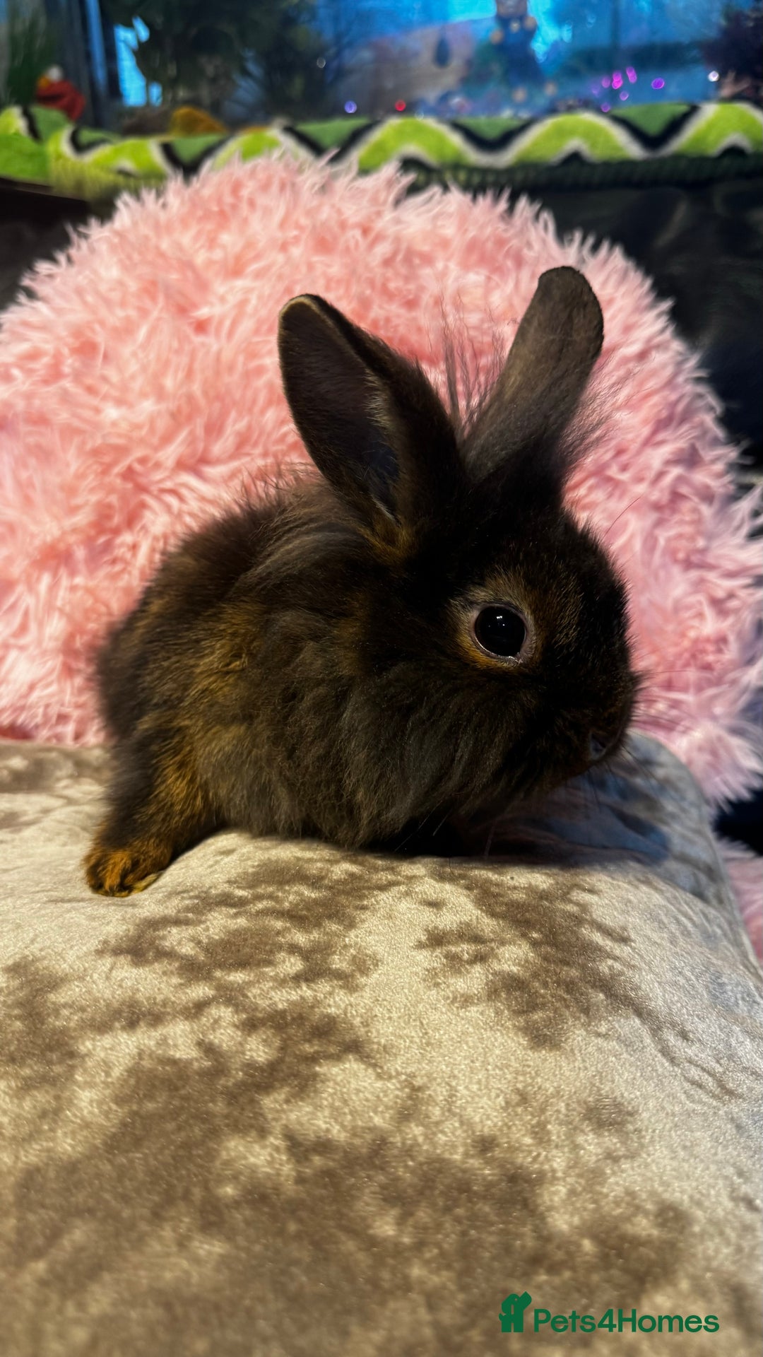Mixed Breed rabbits for sale: Netherland dwarf and lionhead mixed bunnies - Image 25