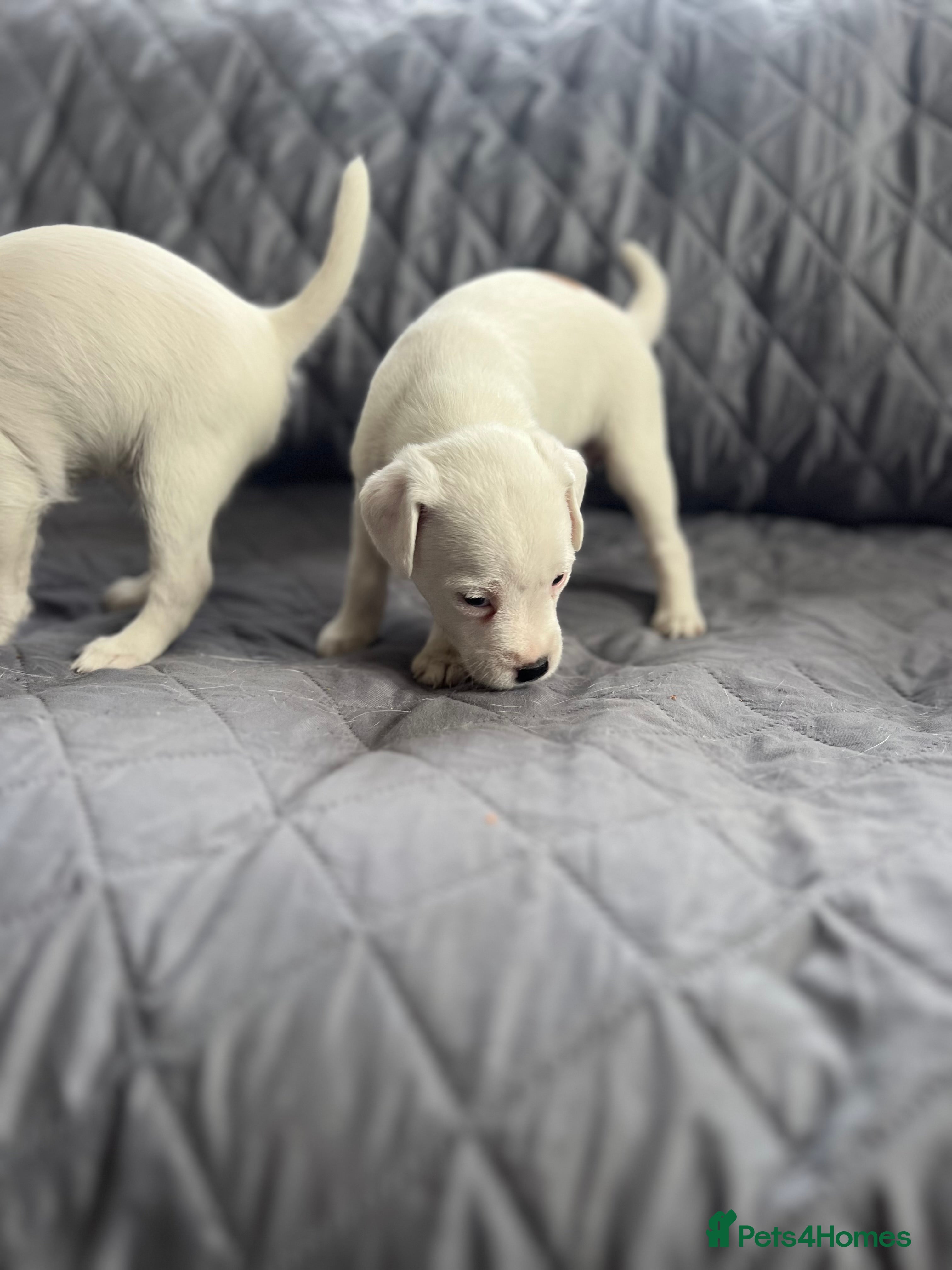 Parson Russell dogs Stunning KC REG Parson Terrier Pups  - Advert 8