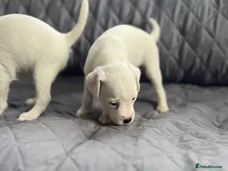 Parson Russell dogs Stunning KC REG Parson Terrier Pups - Advert 8