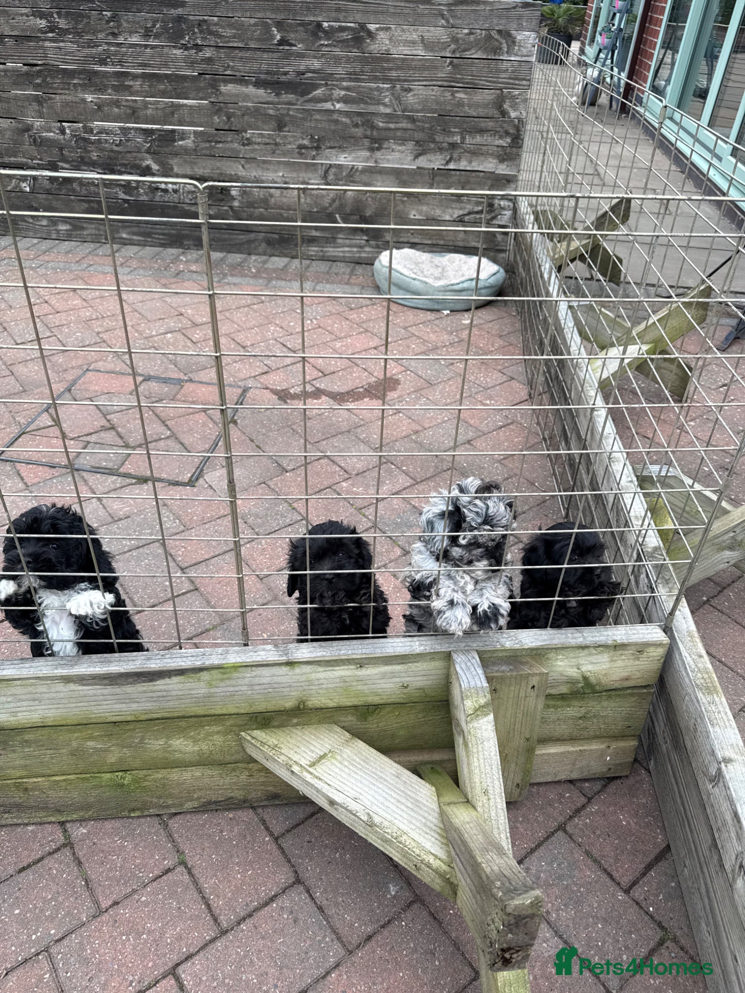 Schnoodle dogs miniature/toy schnoodle puppies  - Advert 2