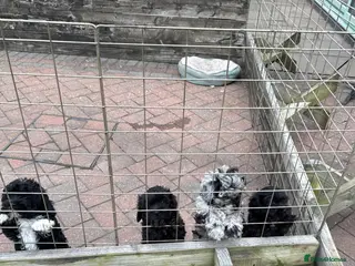 Schnoodle dogs miniature/toy schnoodle puppies - Advert 2