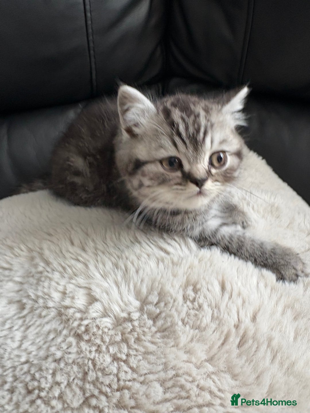 British Shorthair cats for sale: Beautiful bsh kitten, last one left!  - Advert 20