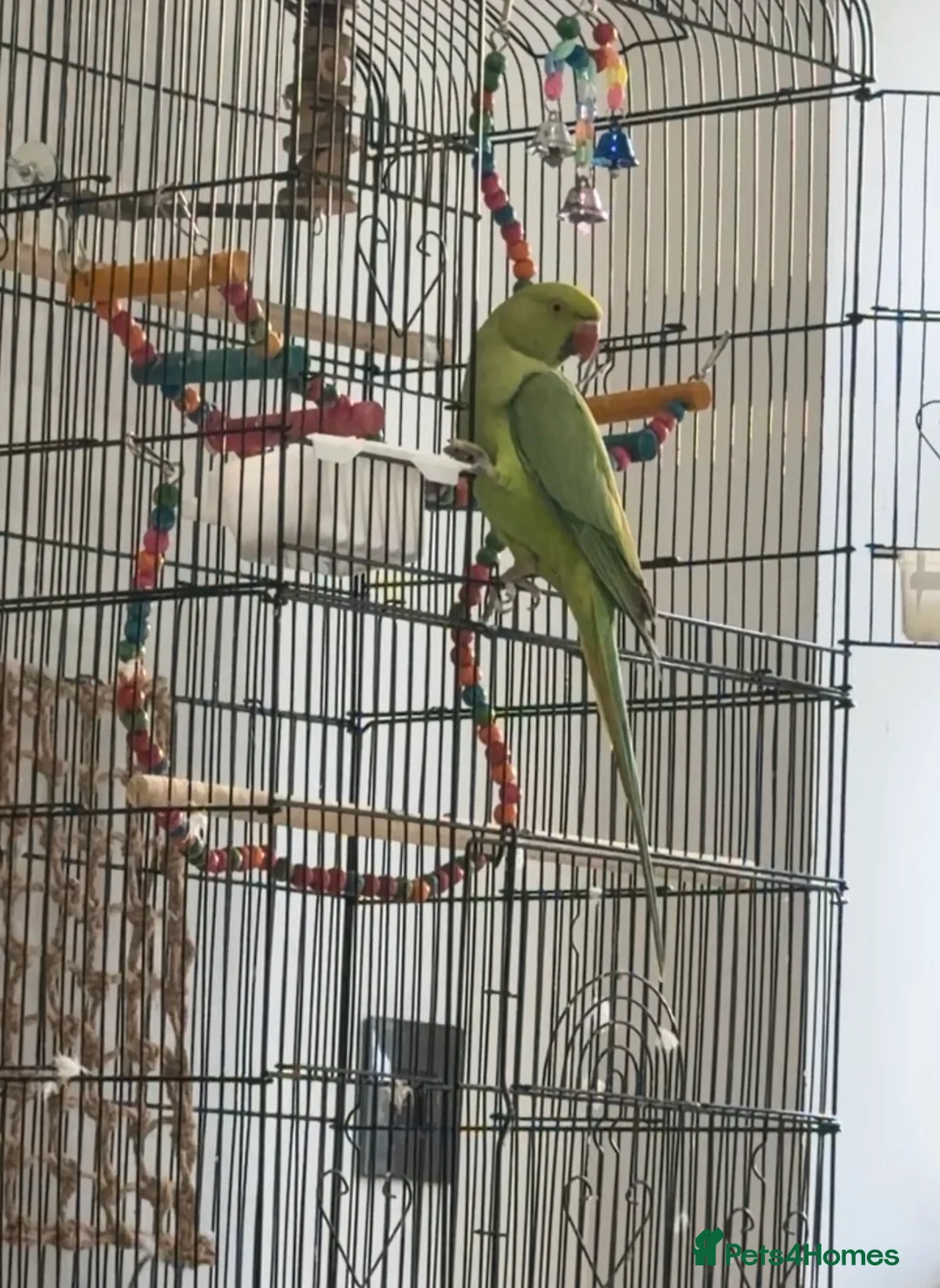 Ringnecks birds for sale: Indian ringneck - Advert 3