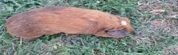 Guinea Pig rodents for sale: £20 for 2 California x male guinea pigs  - Advert 15