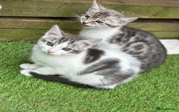 Mixed Breed cats for sale: Adorable Bengal Cross Kittens!! - Image 4
