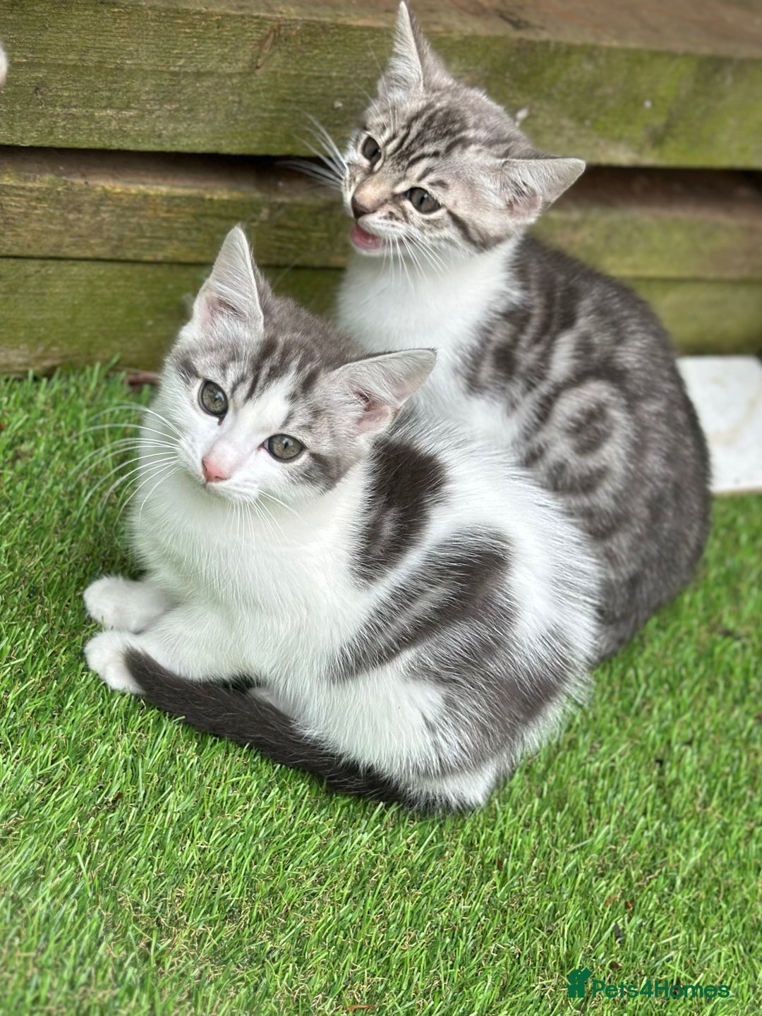 Mixed Breed cats for sale: Adorable Bengal Cross Kittens!! - Image 4