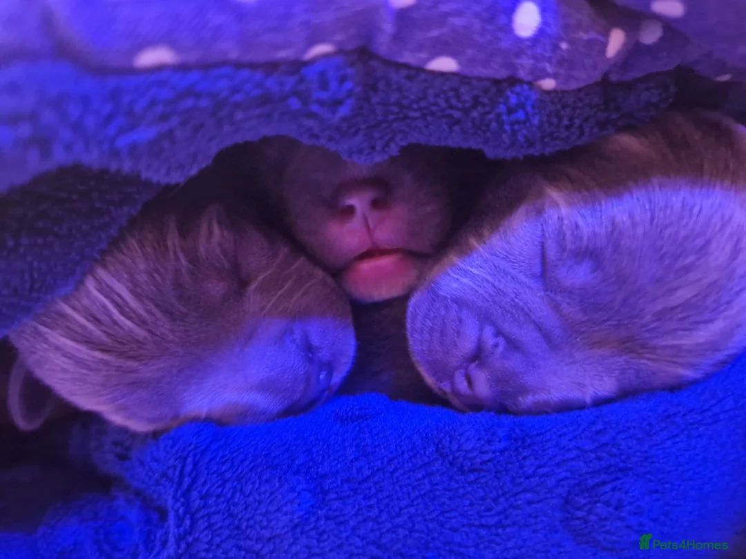 Staffordshire Bull Terrier dogs for sale: Staffordshire bull terrier blue-white - Advert 1