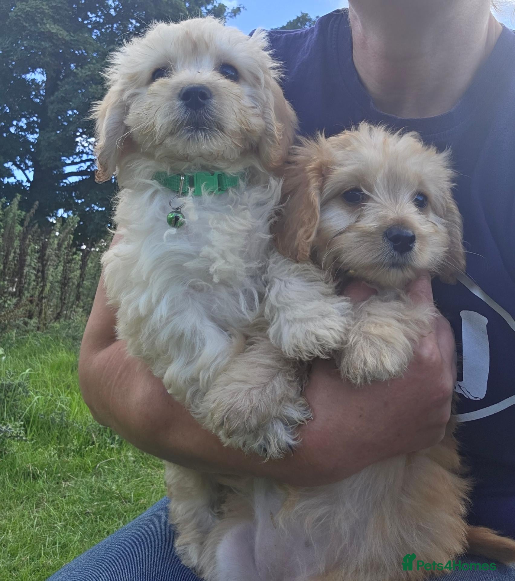 Cavapoo dogs Cavapoo Pups Bred From Health Tested Parents - Advert 1