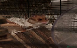 Hamster rodents for sale: Female Syrian Hamster - Image 2
