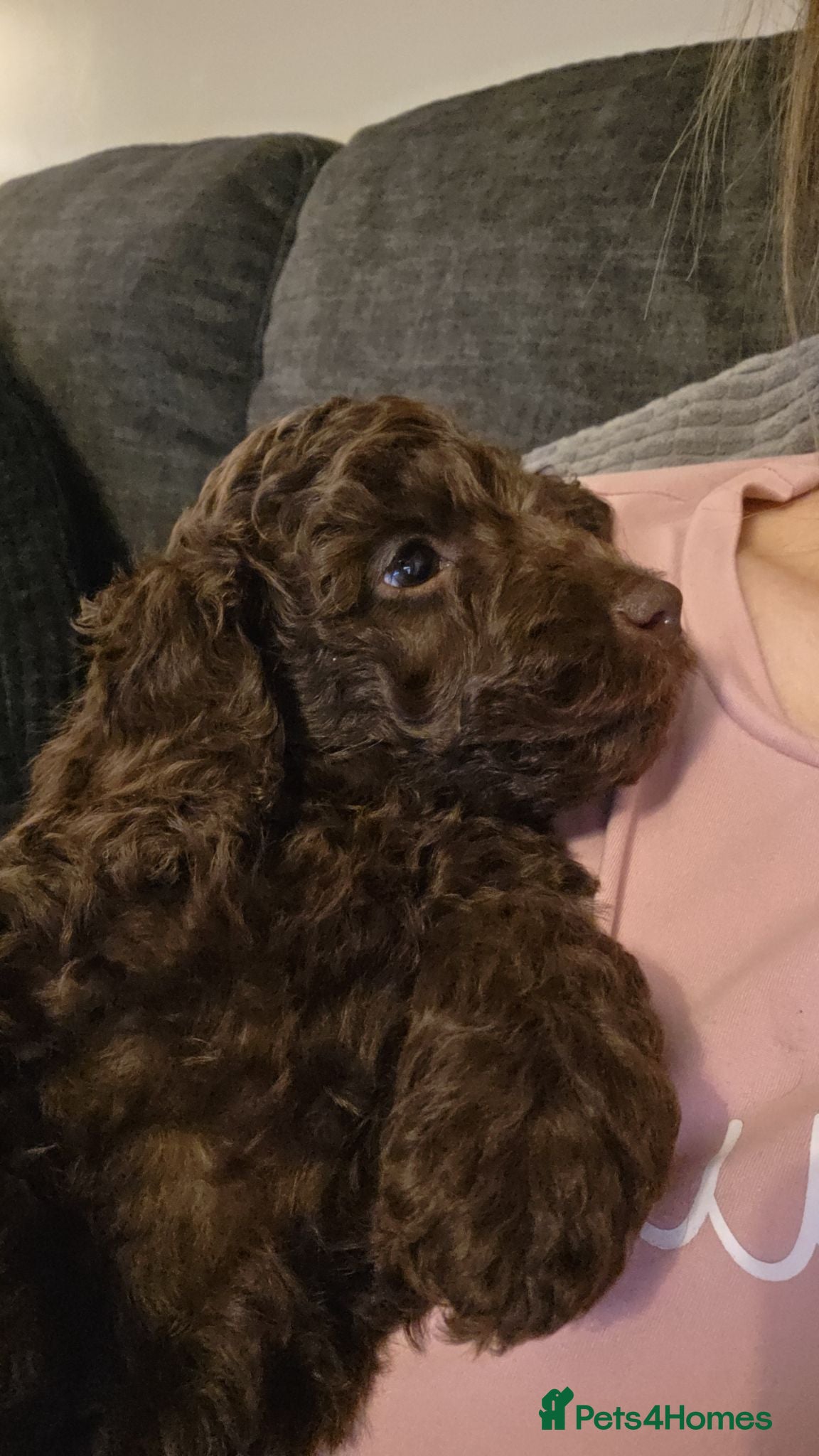 Cockapoo dogs Chocolate Cockapoo puppies- READY NOW - Advert 1