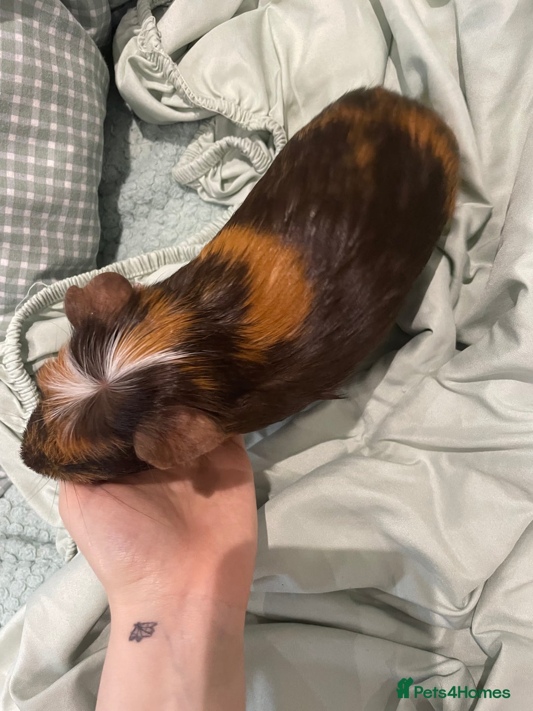 Guinea Pig rodents for sale: Male Guineapig - Image 5