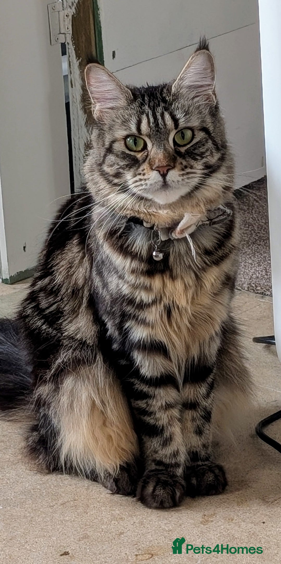 Maine Coon cats for sale: 2x Tica Maine coon sisters  - Advert 9