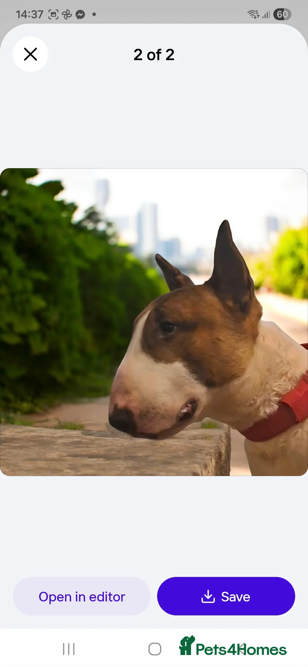 English Bull Terrier dogs for stud: Bull terrier at stud  fully health tested  - Advert 10