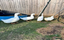 Ducks poultry for sale: Mixed ducks  - Image 2