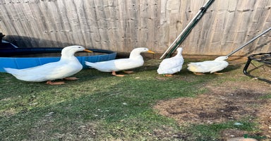 Ducks poultry - Advert 2