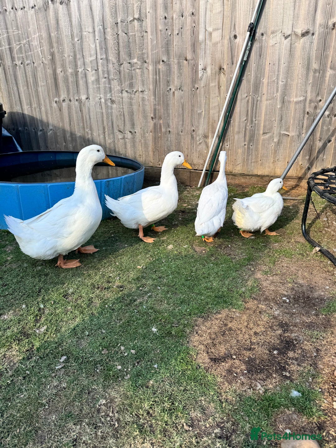 Ducks poultry for sale: Mixed ducks  - Image 2