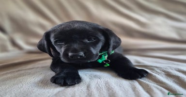 Labrador Retriever dogs - Advert 14