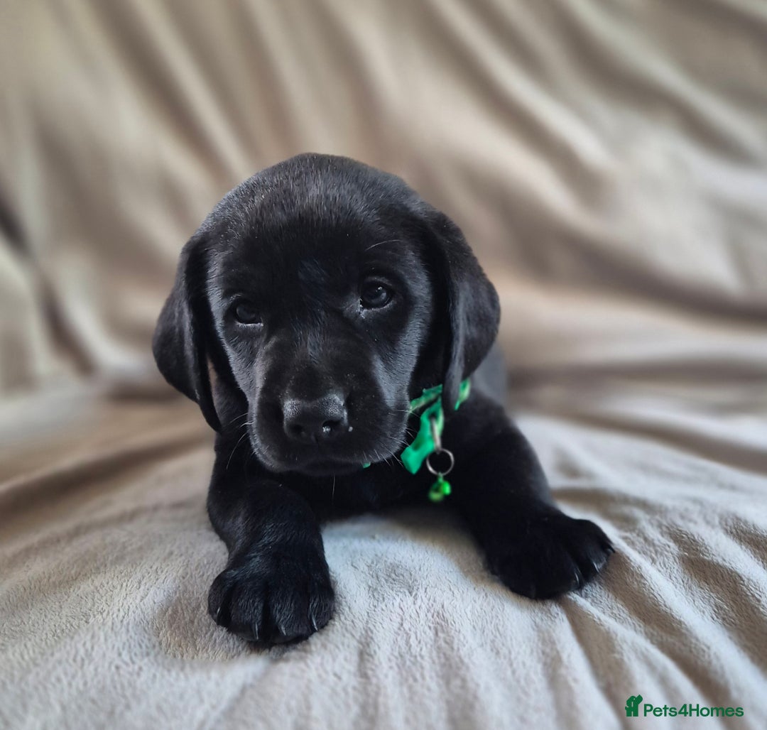 Labrador Retriever dogs for sale: Super Chunky KC Extensively Health Tested Parents - Image 3