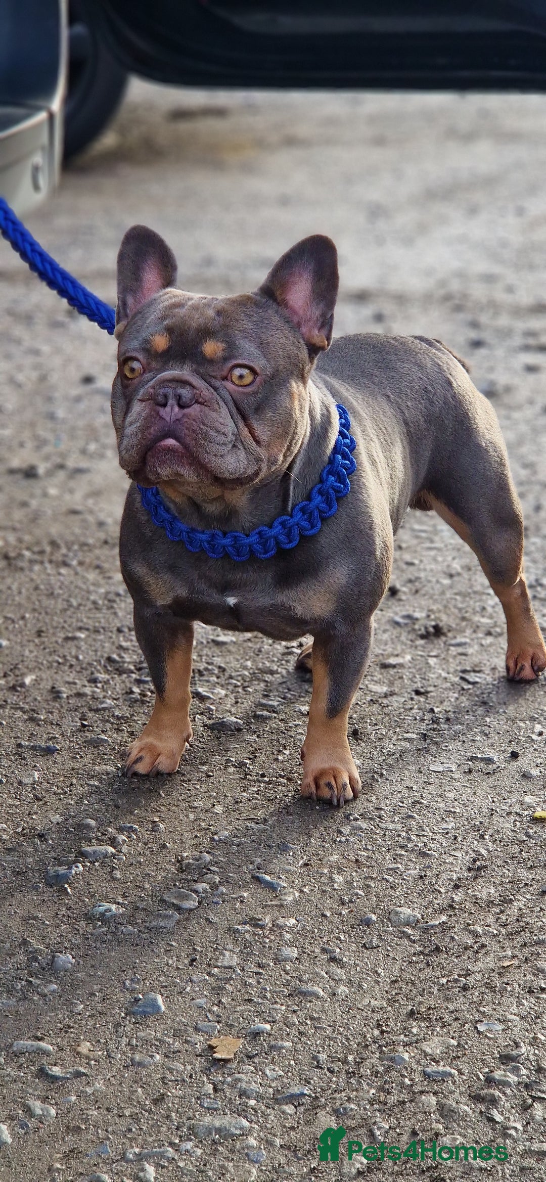 French Bulldog dogs for stud: Proven stud 🔥🔥 in Tipton - Advert 6