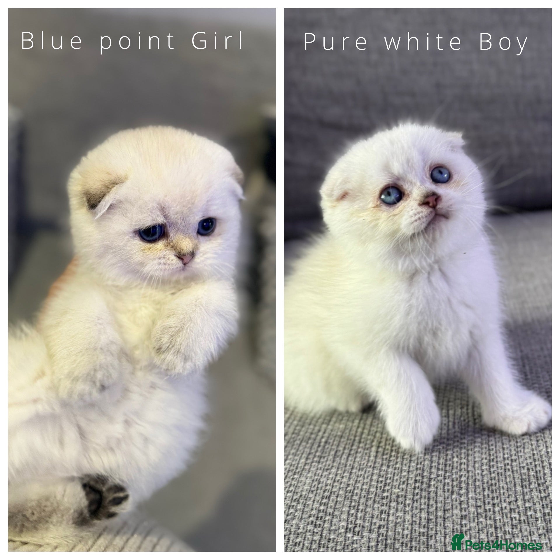 Scottish Fold cats Scottish fold - white/blue eyes chinchilla - Advert 15