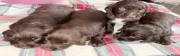 Cocker Spaniel dogs for sale: Kc registered working cocker puppies  - Advert 9