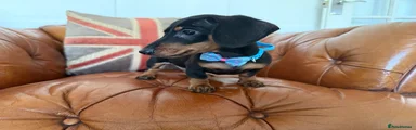 Miniature Dachshund Puppy 1