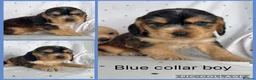 Cocker Spaniel dogs for sale: KC Show Type , Health clear puppies in Doncaster - Advert 5