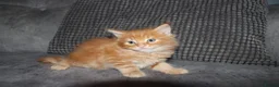 Maine Coon cats for sale: Gorgeous maine coon cross kittens - Advert 20