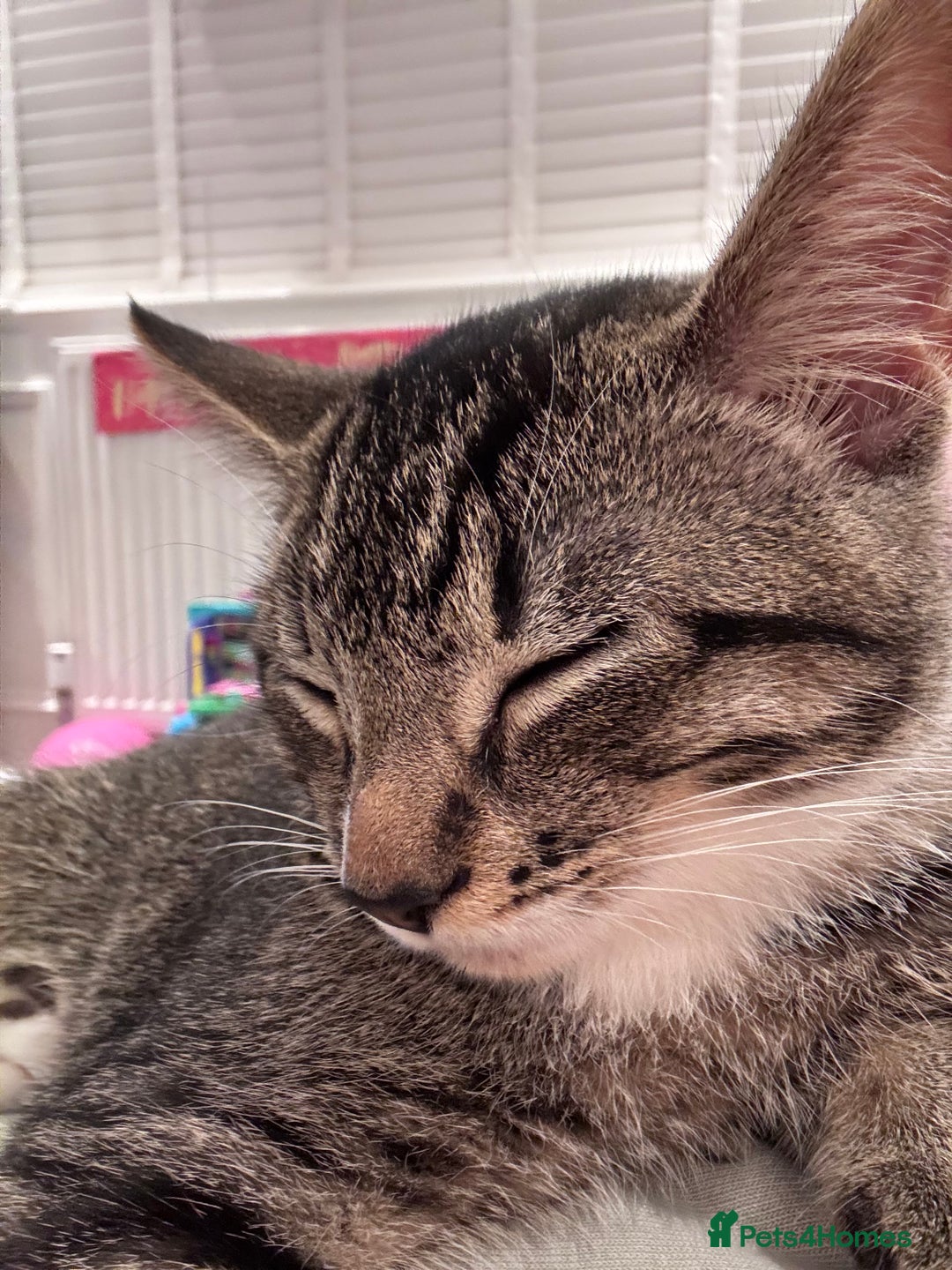 Mixed Breed cats for sale: Two Gorgeous Cats for Sale – Loving Homes Wanted - Advert 7